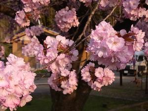 百年桜　ほぼ満開　４月１７日
